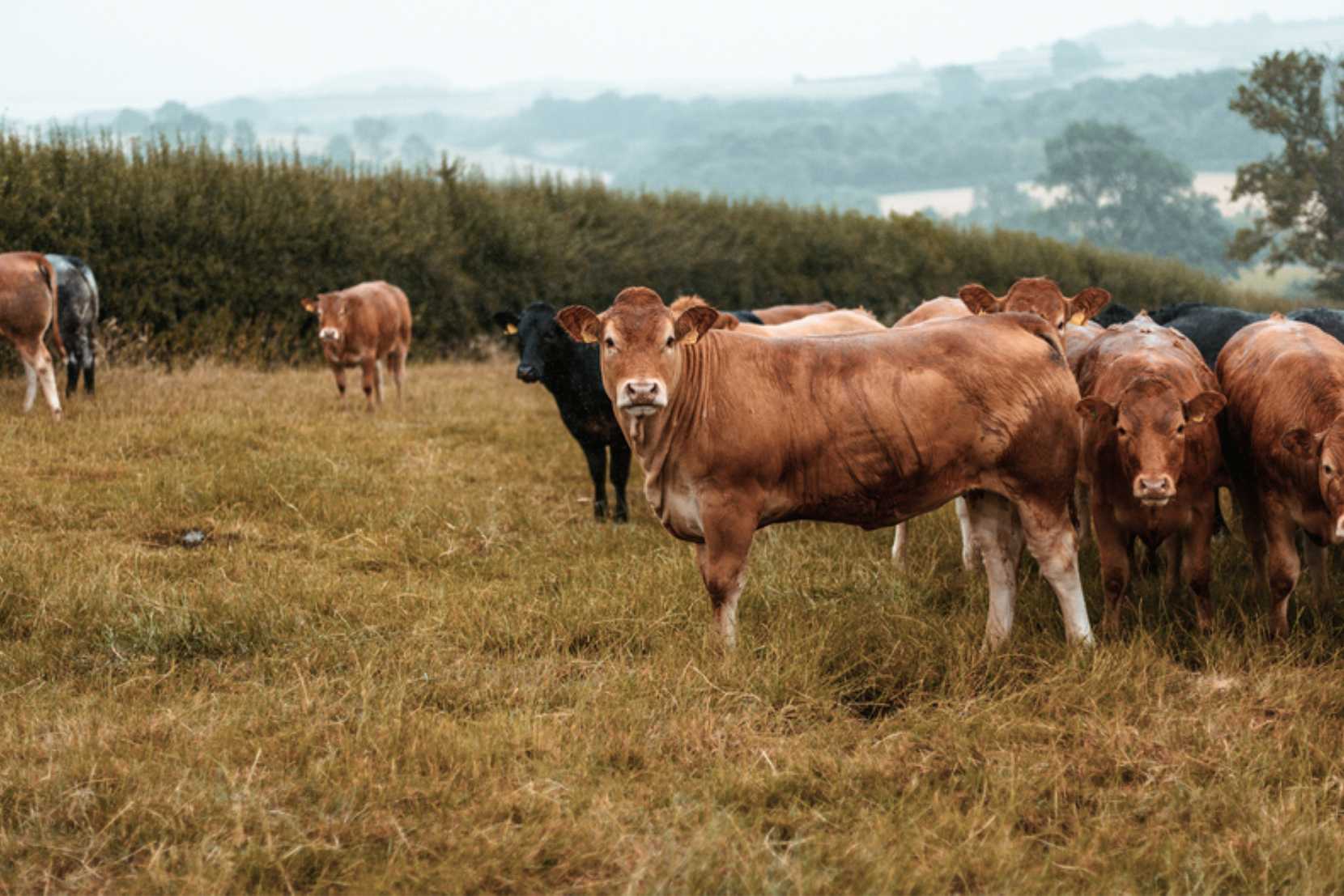 A field full of brown and black cows